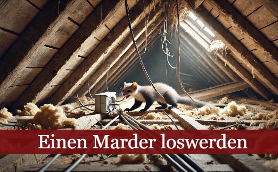 Marder auf Dachboden