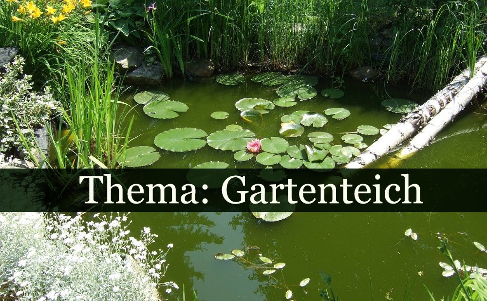 Thema Gartenteich: Von der Anlage bis zur Reparatur