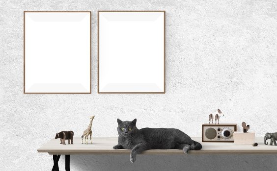 Bilder Arrangement Katze