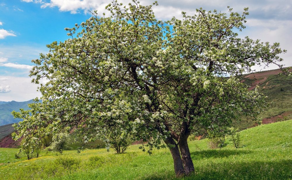 Grosser Birnbaum auf einer Wiese