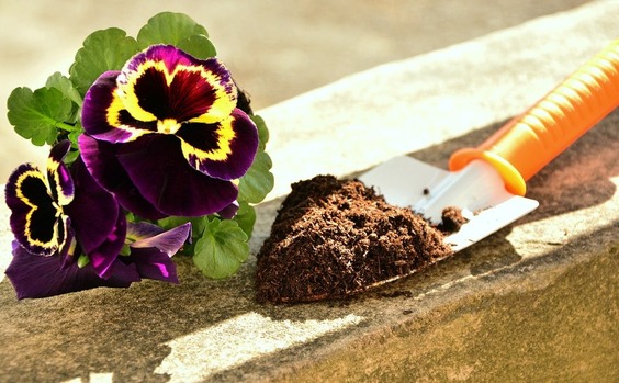 Blume Schaufel Erde