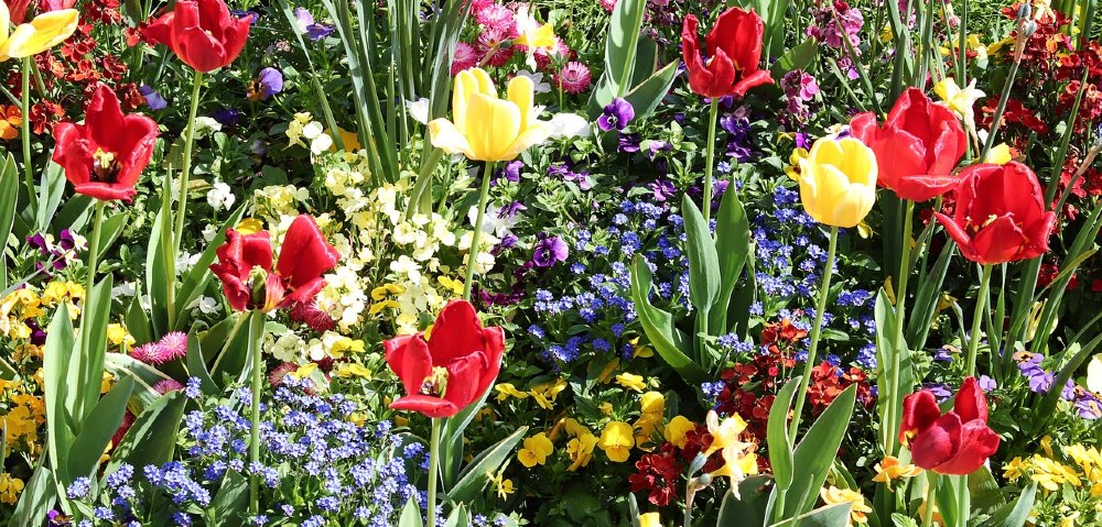 Buntes Blumenbeet