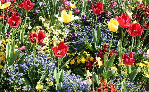 Buntes Blumenbeet