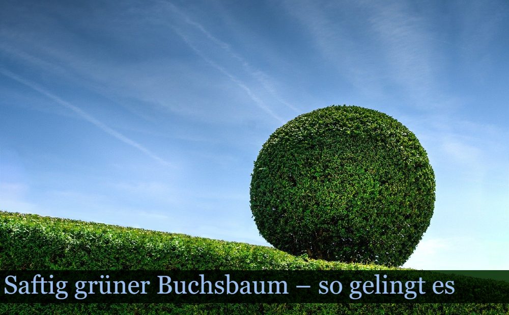 Buchsbaumpflege Himmel Hecke