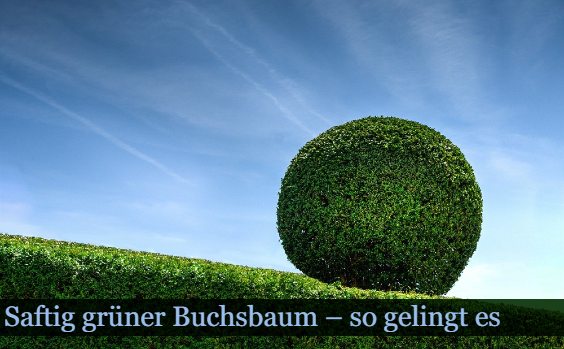 Buchsbaumpflege Himmel Hecke