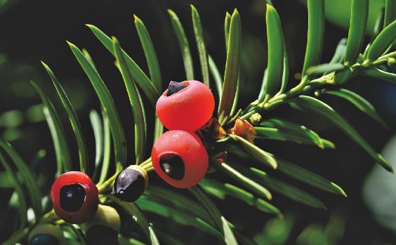Frucht der Eibe