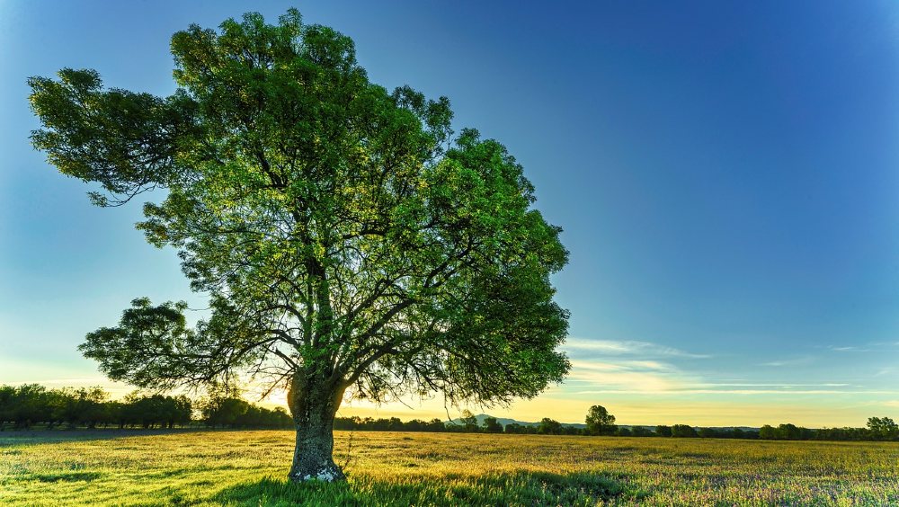 Esche auf Feld