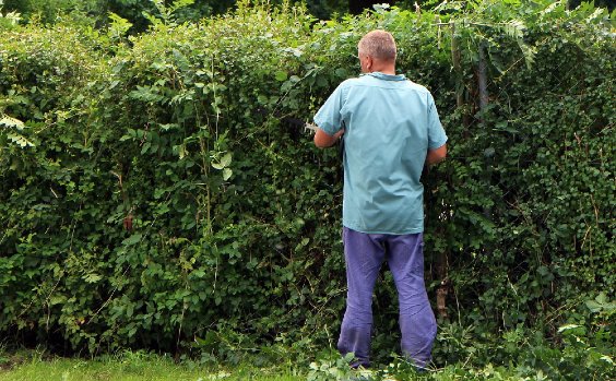 Mann schneidet Hecke