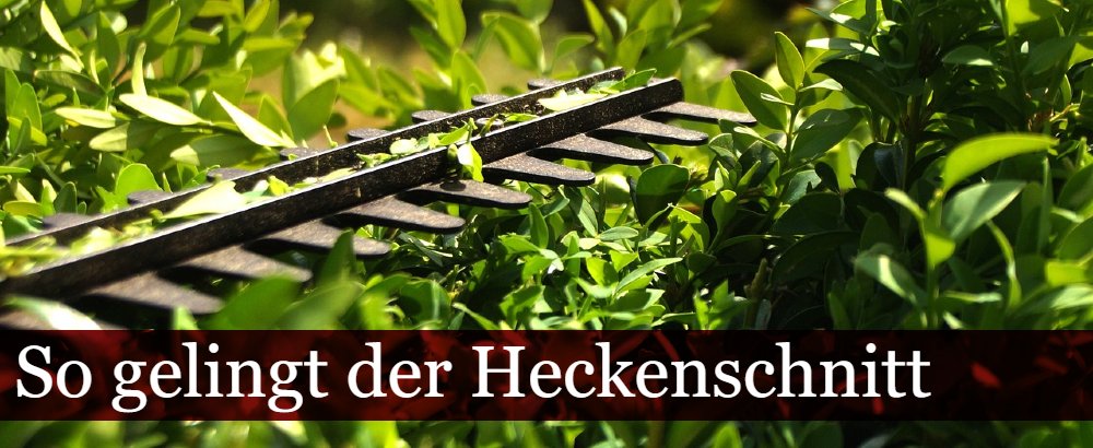Heckenschere schneidet Hecke