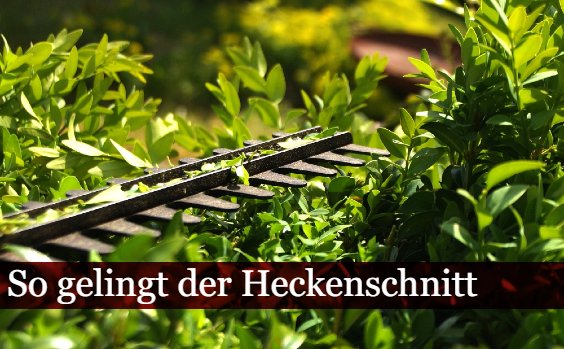 Heckenschere schneidet Hecke