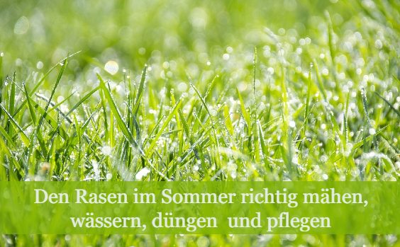 Hitze und Rasen