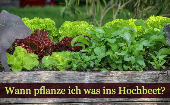 Verschiedene Salatsorten im Hochbeet