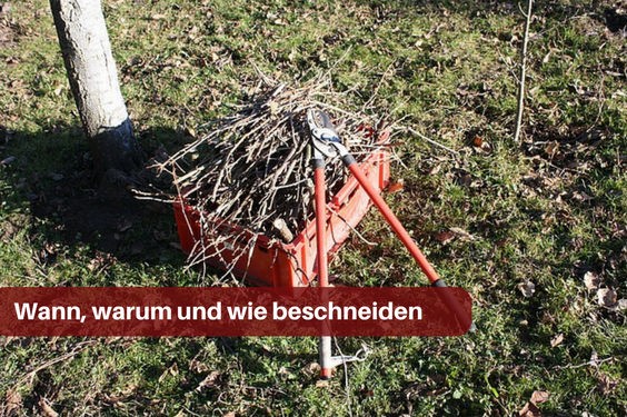 Hohe Bäume schneiden