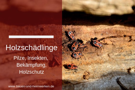 Holzschädlinge