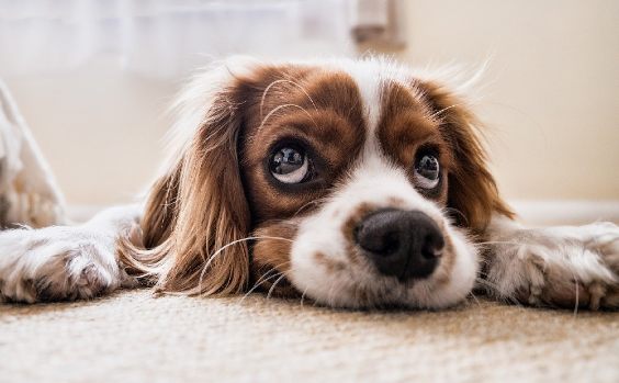 Hund mit Schnauze auf Teppich