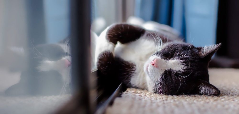Eine Katze am gut gedämmten Fenster