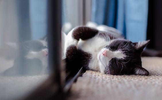 Eine Katze am gut gedämmten Fenster