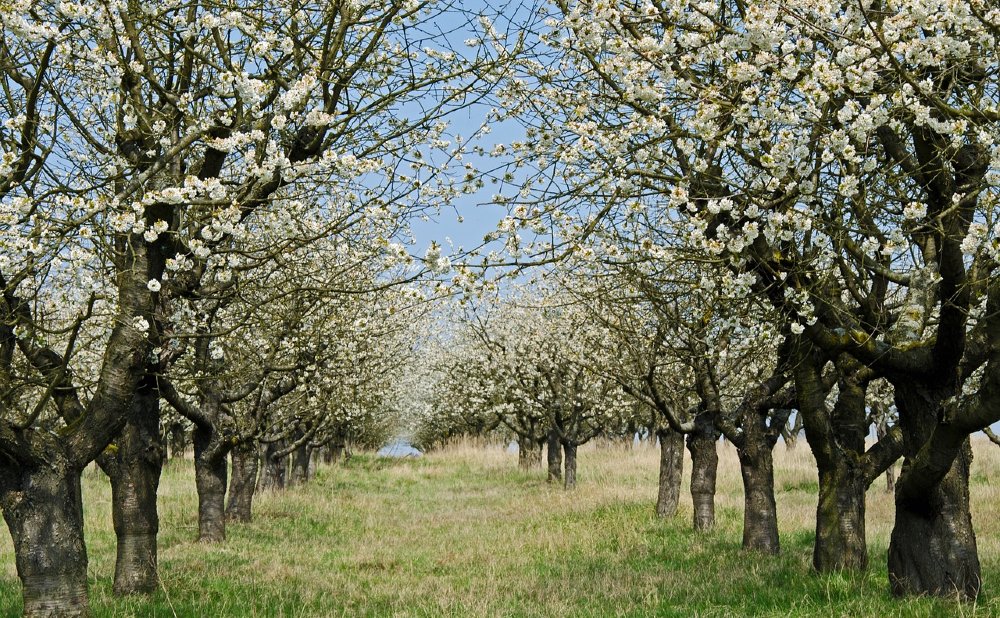 Allee mit Kirschbäumen