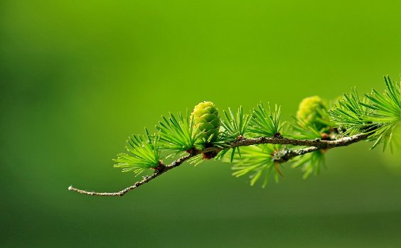 Lärchennadeln und Zapfen