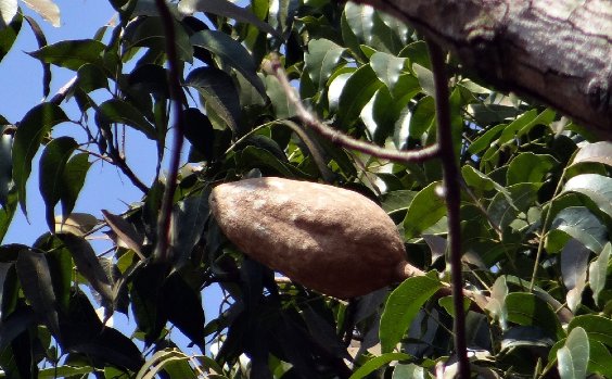 Swietenia - Mahagoni-Gewächs: Frucht, Blätter, Rinde
