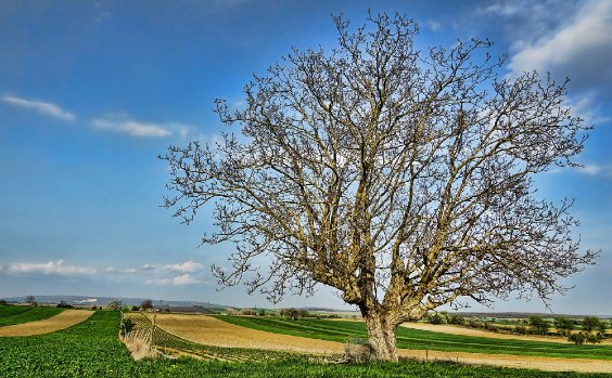 Nussbaum auf Feld