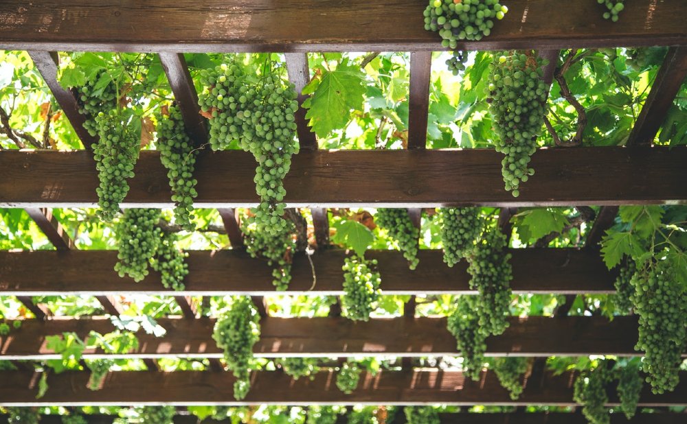 Pergola mit Weintrauben