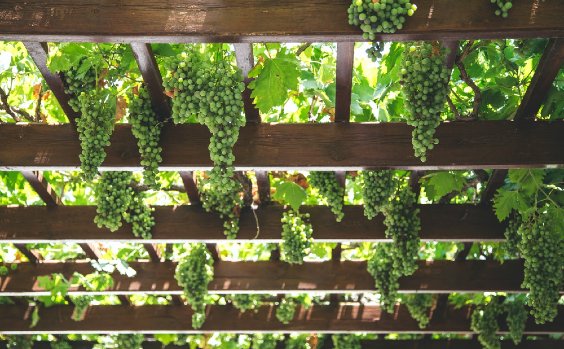 Pergola mit Weintrauben