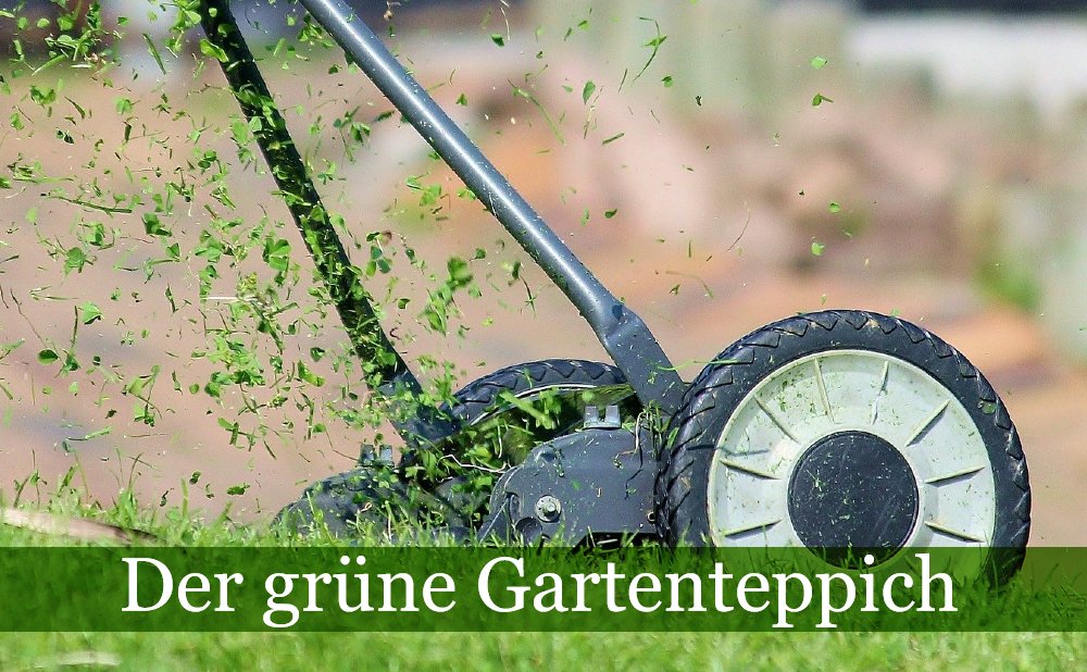 Rasen: der grüne Teppich