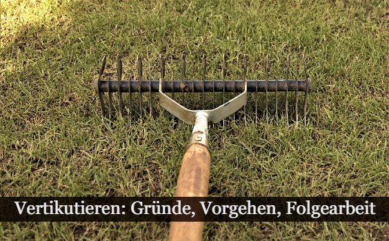 Warum Rasen vertikutieren?