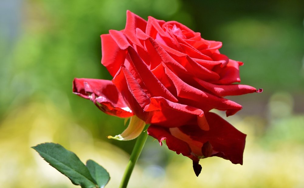 Rote Rose