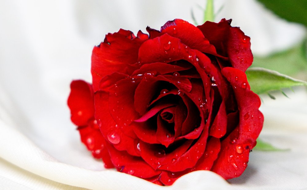 Rose liegend