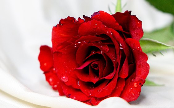 Rose liegend