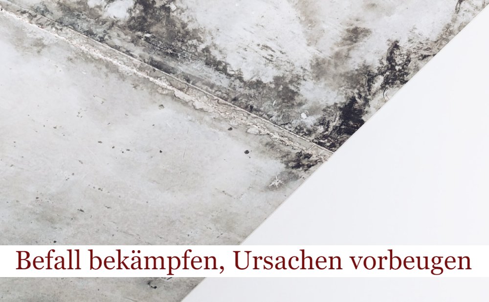 Schimmel an der Wand