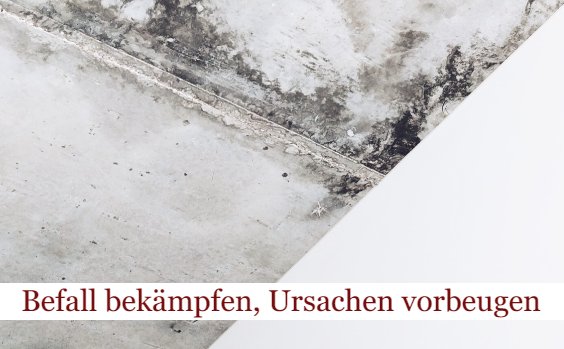 Schimmel an der Wand