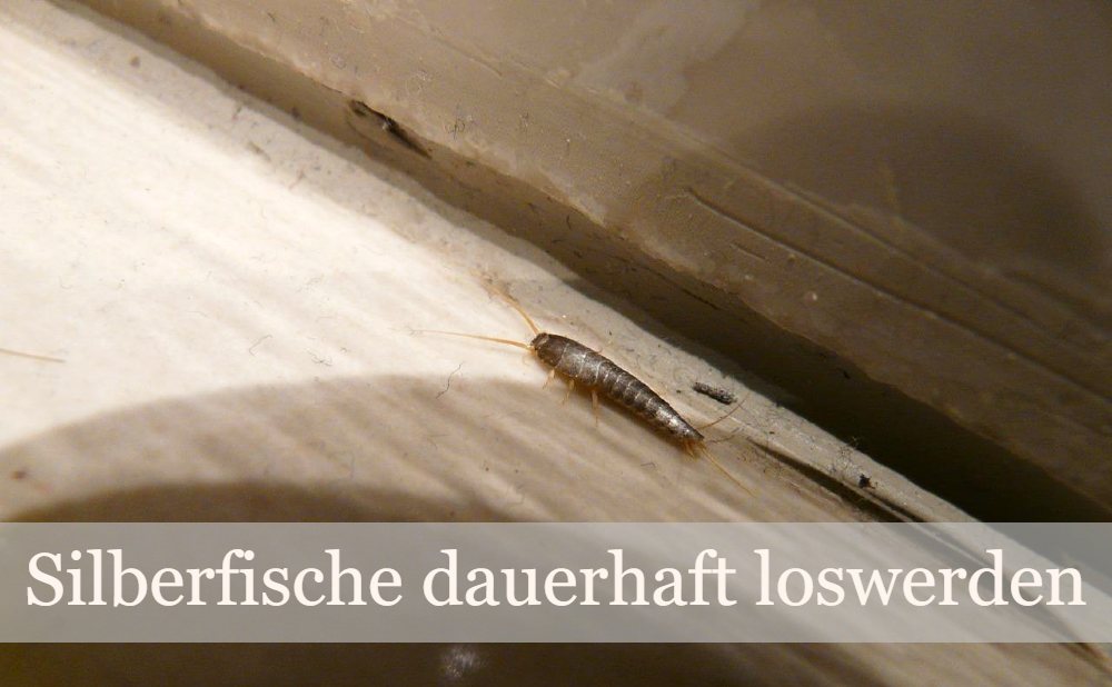 Silberfisch auf Holz