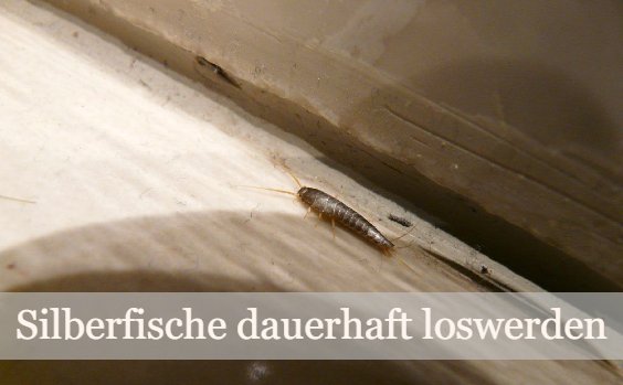 Silberfisch auf Holz