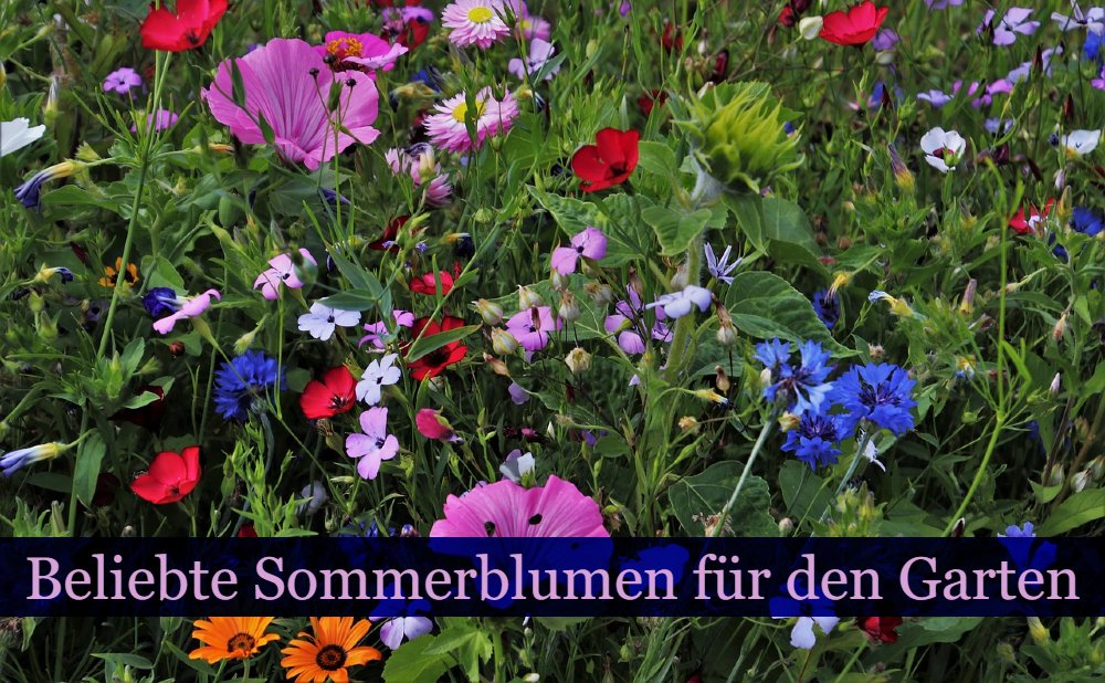Sommerblumen Auswahl