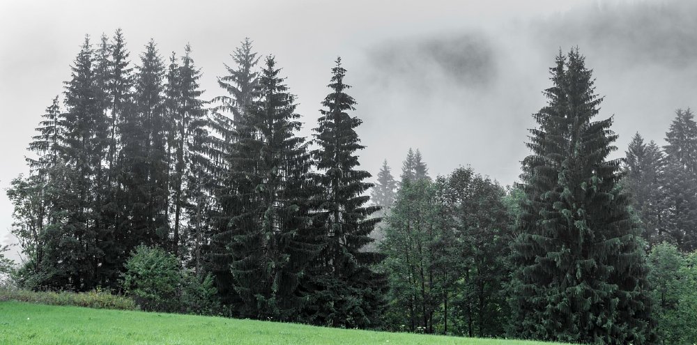 Tannen am Berghang