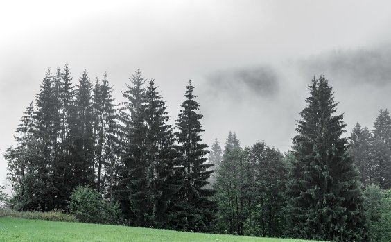 Tannen am Berghang