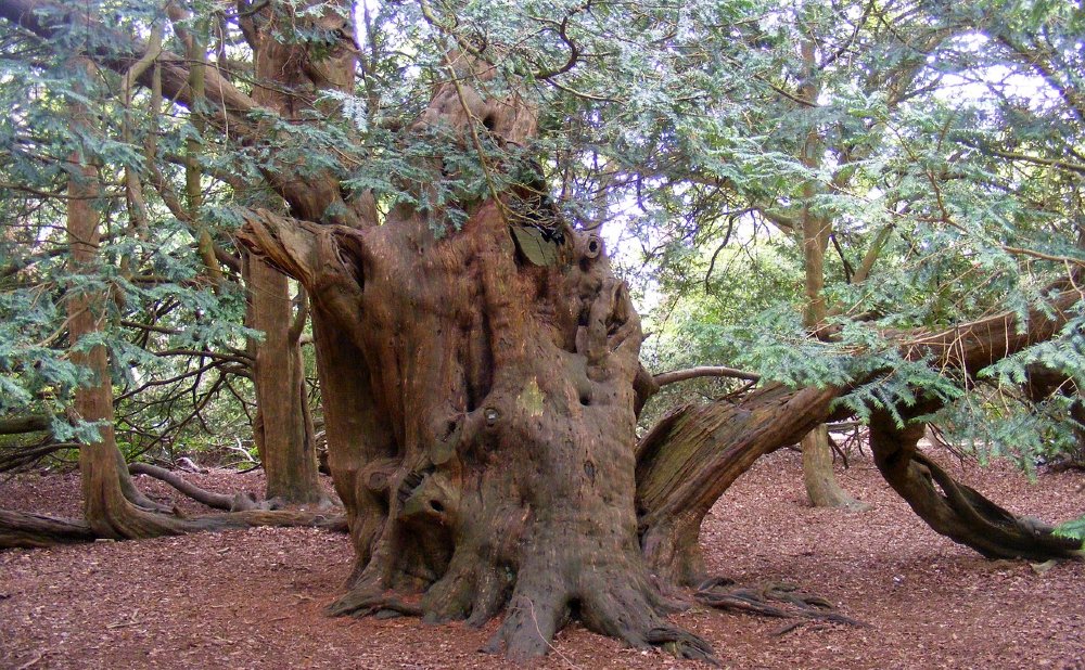 Alter Teakbaum