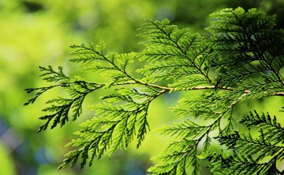 Thuja Lebensbaum