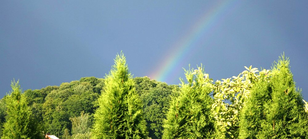 Thuja im Regenbogen