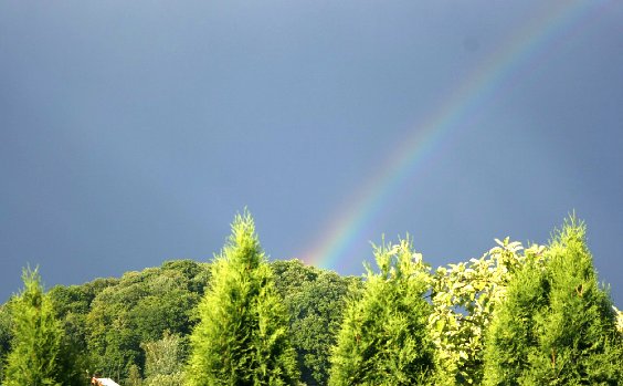 Thuja im Regenbogen