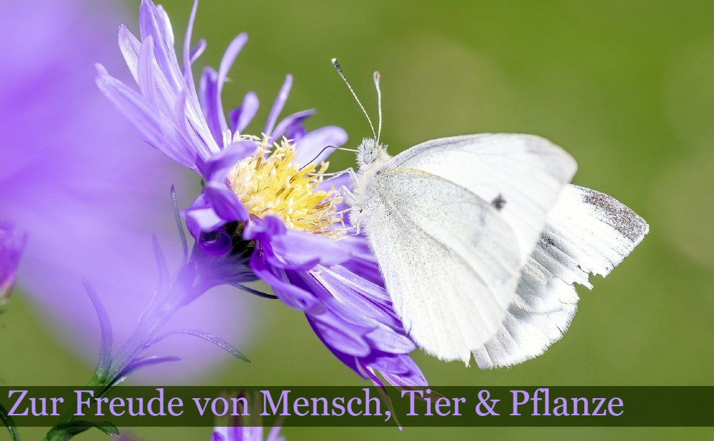 Schmetterling auf Blume