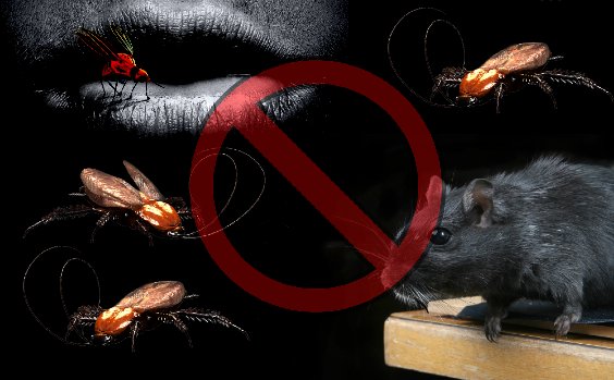 Ungeziefer Ratte Schabe Motte Mücke