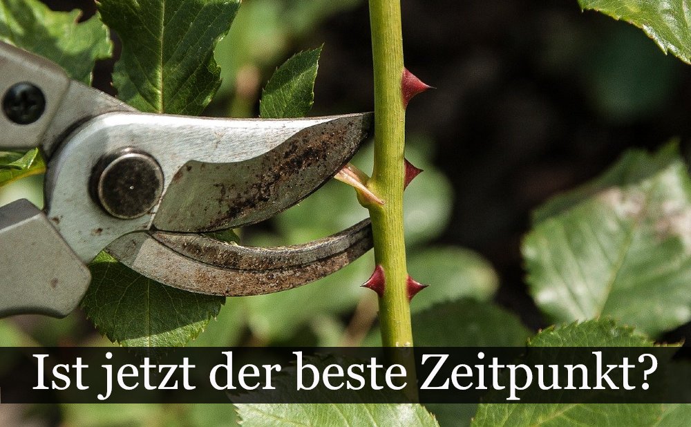 Wann zurückschneiden? Garten