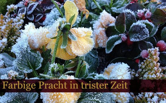 Heimische Winterblüher